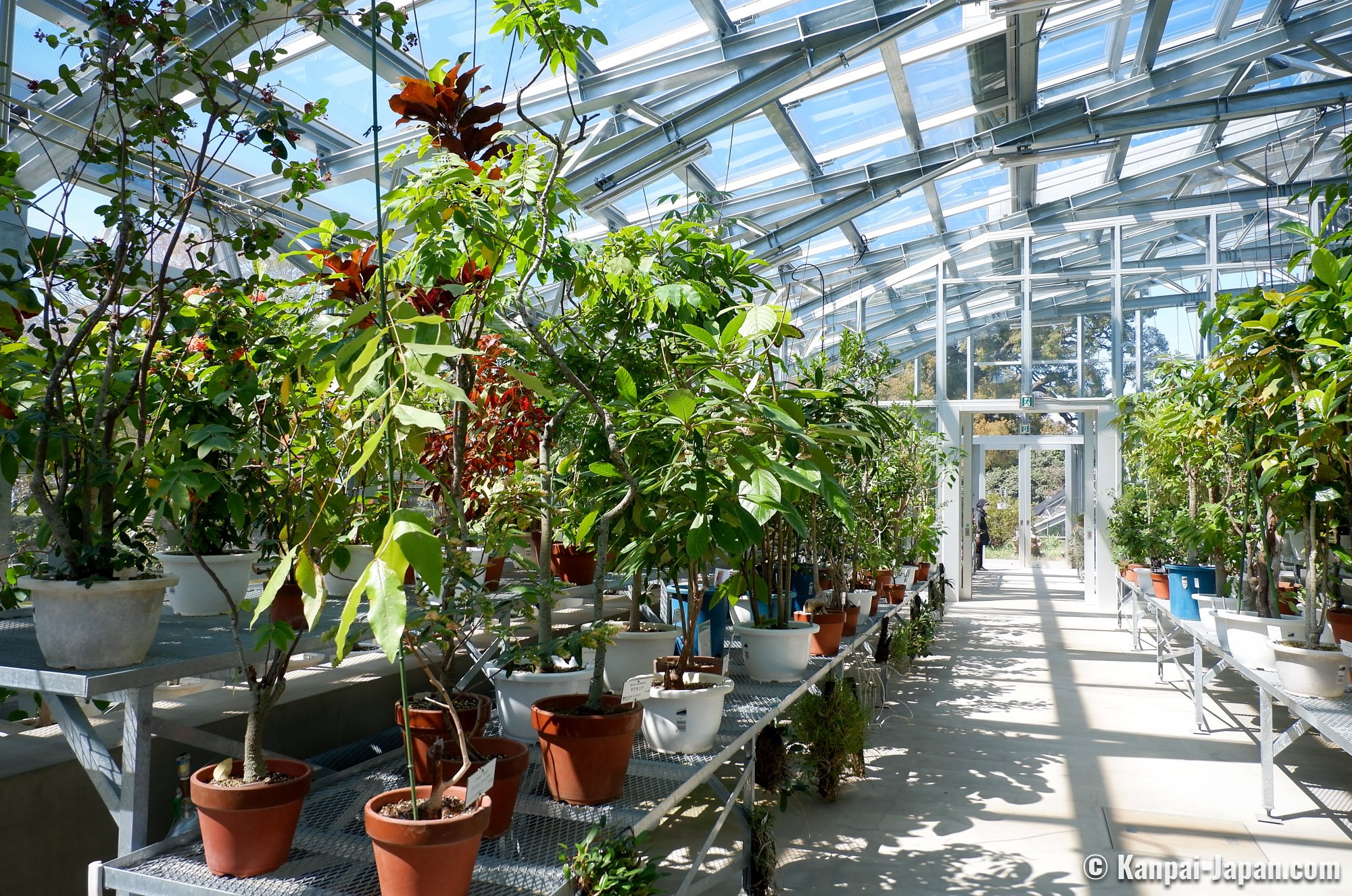 🌳 고이시카와 식물원 이미지 5